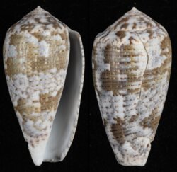 Pionoconus achatinus