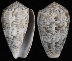 Pionoconus achatinus