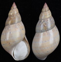 Phasianella australis