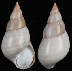 Phasianella australis