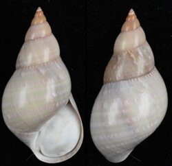 Phasianella australis