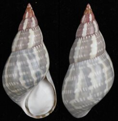 Phasianella australis