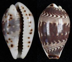 Palmadusta diluculum diluculum