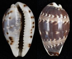 Palmadusta diluculum diluculum