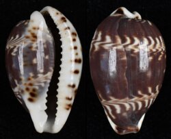 Palmadusta diluculum diluculum