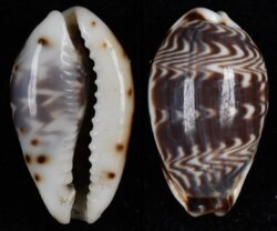 Palmadusta diluculum diluculum