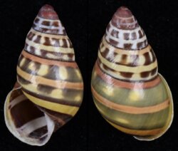 Amphidromus poecilochrous