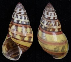 Amphidromus poecilochrous