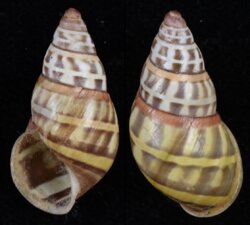 Amphidromus poecilochrous