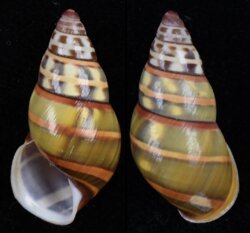 Amphidromus poecilochrous