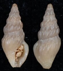 Tylotiella falsicostata