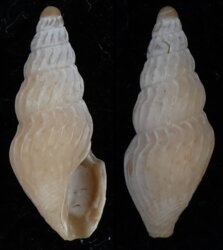 Tylotiella falsicostata