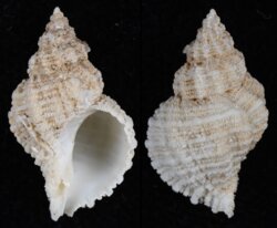 Coralliophila squamosissima