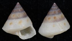 Calliostoma aikeni