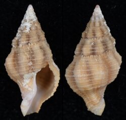 Peristernia neglecta