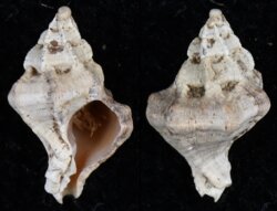 Dermomurex africanus