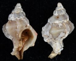 Dermomurex africanus