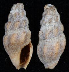 Nquma scalpta