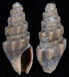Nquma scalpta
