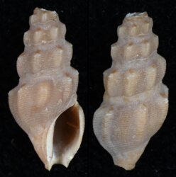 Nquma scalpta