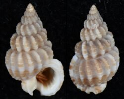 Nassarius lawsonorum