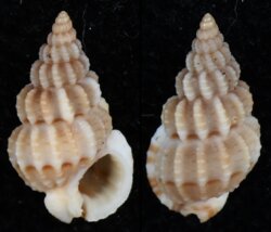 Nassarius lawsonorum
