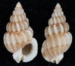 Nassarius lawsonorum