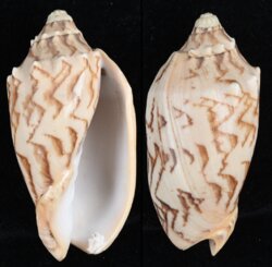 Cymbiola vespertilio