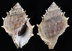 Bufonaria perelegans