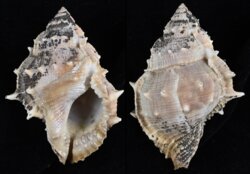 Bufonaria perelegans