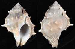 Bufonaria perelegans