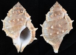 Bufonaria perelegans