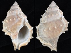 Bufonaria perelegans