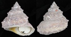 Galeoastraea modesta