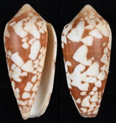 Darioconus episcopatus