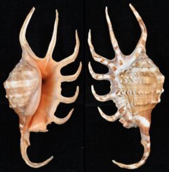 Lambis crocata crocata