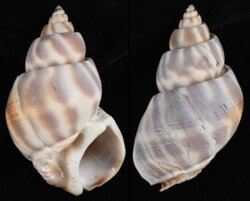 Babylonia pieroangeloi