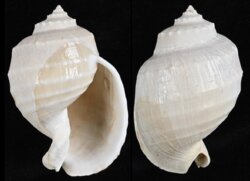 Echinophoria kurodai