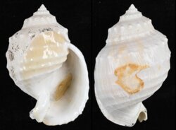 Echinophoria kurodai