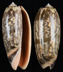 Oliva miniacea fma saturata