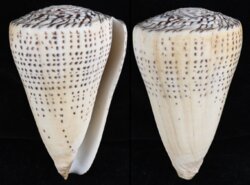 Lithoconus leopardus