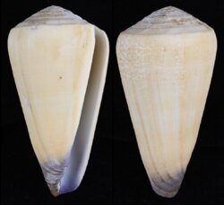 Virgiconus aff virgo