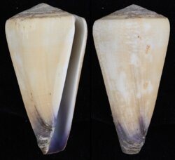 Virgiconus aff virgo