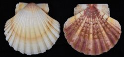 Pecten maximus