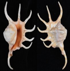 Lambis crocata crocata