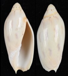 Amoria maculata