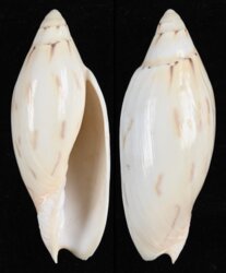 Amoria maculata