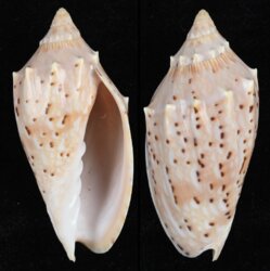 Cymbiola complexa fraserensis