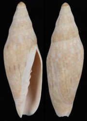 Notovoluta gardneri