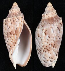 Cymbiola pulchra nielseni